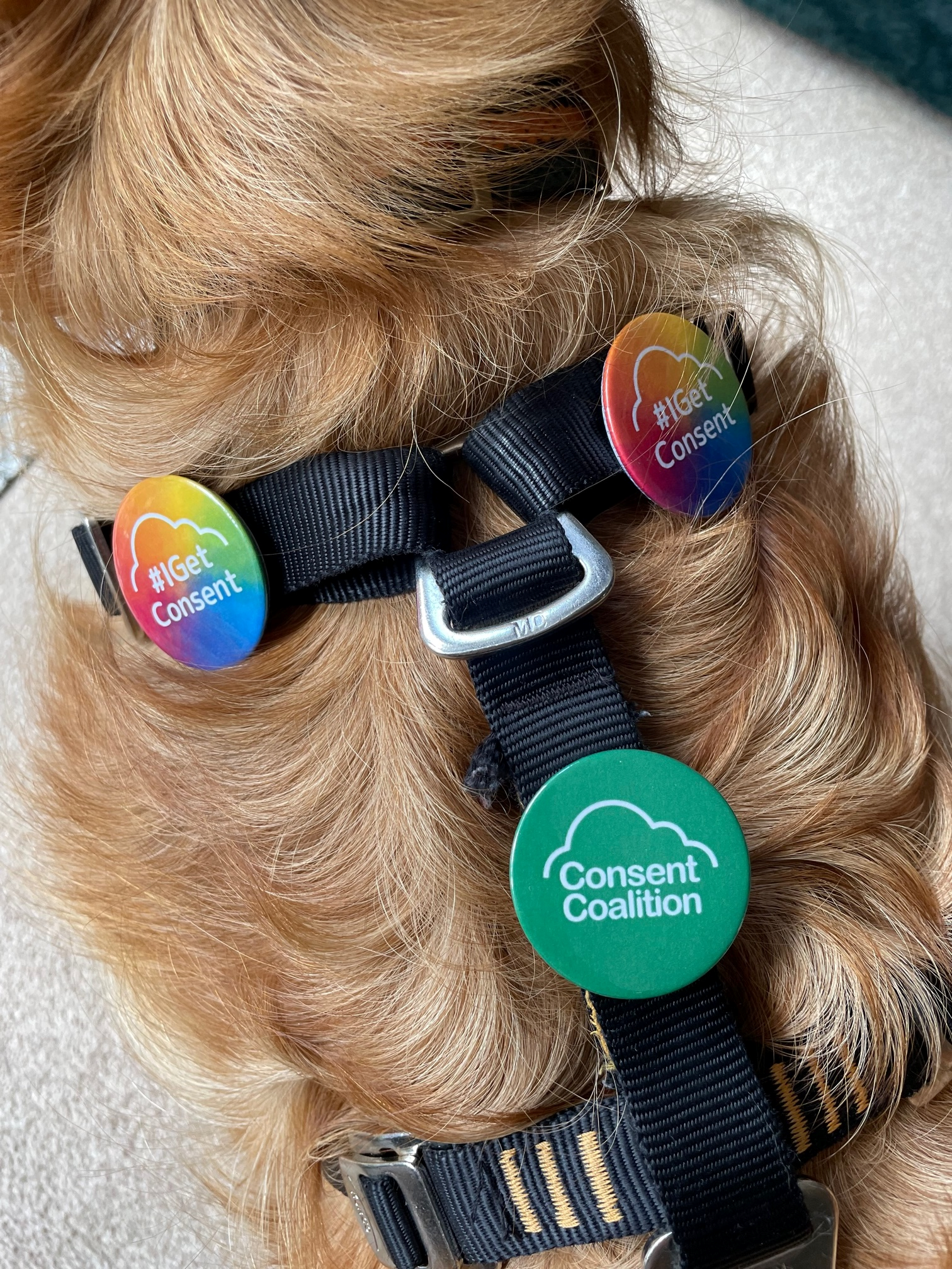 Picture of a golden-retriever-type-dog, with Consent Coalition badges on his harness